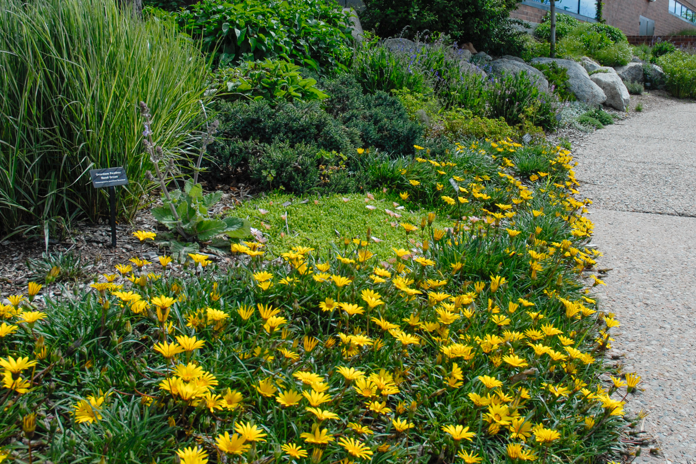 Colorado Gold Gazania
